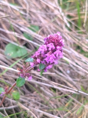Thymus pulegioides
