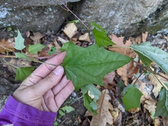 Chenopodiastrum simplex