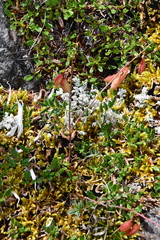 Astragalus tugarinovii