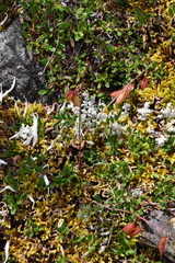 Astragalus tugarinovii