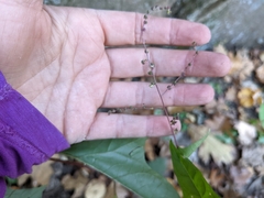 Chenopodiastrum simplex