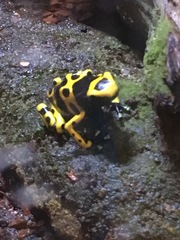 Dendrobates leucomelas