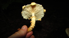 Pholiota