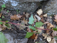 Chenopodiastrum simplex