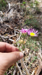 Xanthisma gymnocephalum