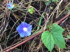 Ipomoea nil