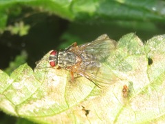 Phaonia valida