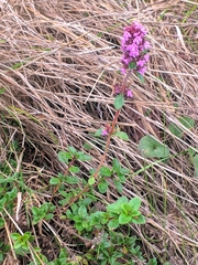 Thymus pulegioides