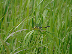 Gomphus vulgatissimus