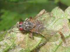 Phaonia valida