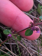 Thymus pulegioides