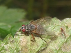 Phaonia valida