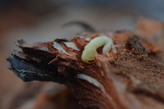 Phaenops
