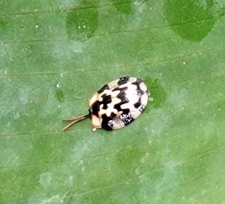 Aslamidium bolivianum