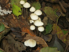 Mycena arcangeliana