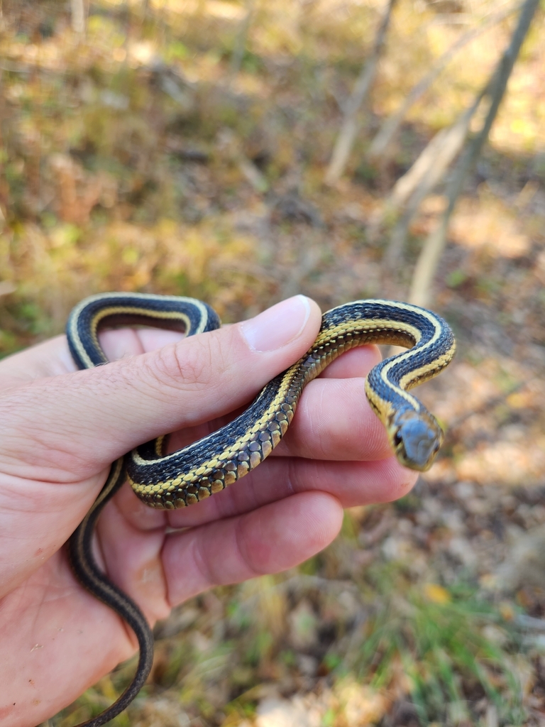 Butler's Garter Snake In October 2022 By Jrf103 · INaturalist