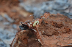 Phaenops