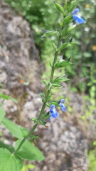 Salvia leptostachys