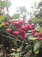 Euonymus