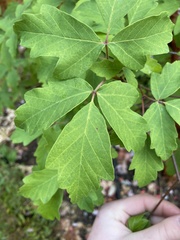 Acer griseum