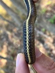 Thamnophis butleri