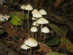 Mycena arcangeliana