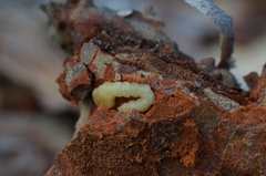 Phaenops