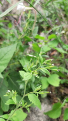 Stevia micrantha