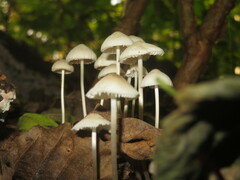 Mycena arcangeliana