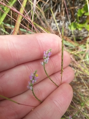 Polygala nuttallii