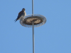 Falco sparverius