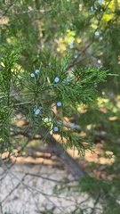 Juniperus virginiana