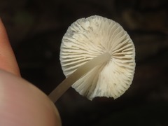 Mycena arcangeliana