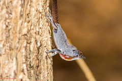 Anolis sagrei sagrei