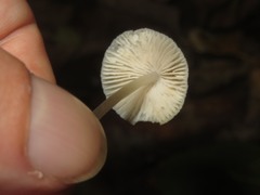 Mycena arcangeliana