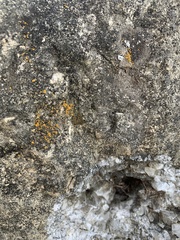 Xanthocarpia feracissima