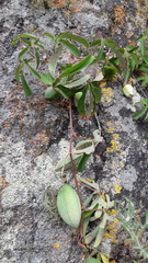 Passiflora bryonioides