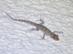 Mediodactylus kotschyi