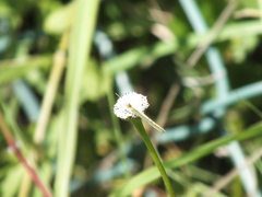 Pieridae