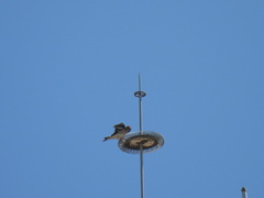 Falco sparverius