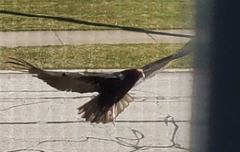 Cathartes aura