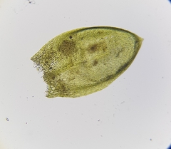 Rhynchostegium murale
