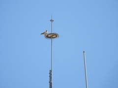 Falco sparverius