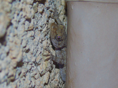 Mediodactylus kotschyi