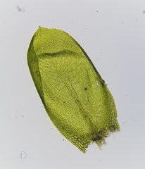 Rhynchostegium murale