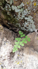 Pellaea cordifolia