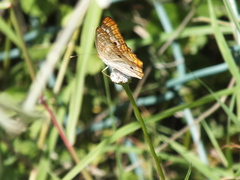 Anartia jatrophae