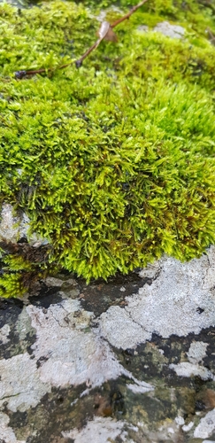 Image of Rhynchostegium murale by (c) Helen Waterman, some rights reserved (CC BY)