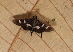 Desmia clarkei