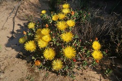 Lampranthus glaucus